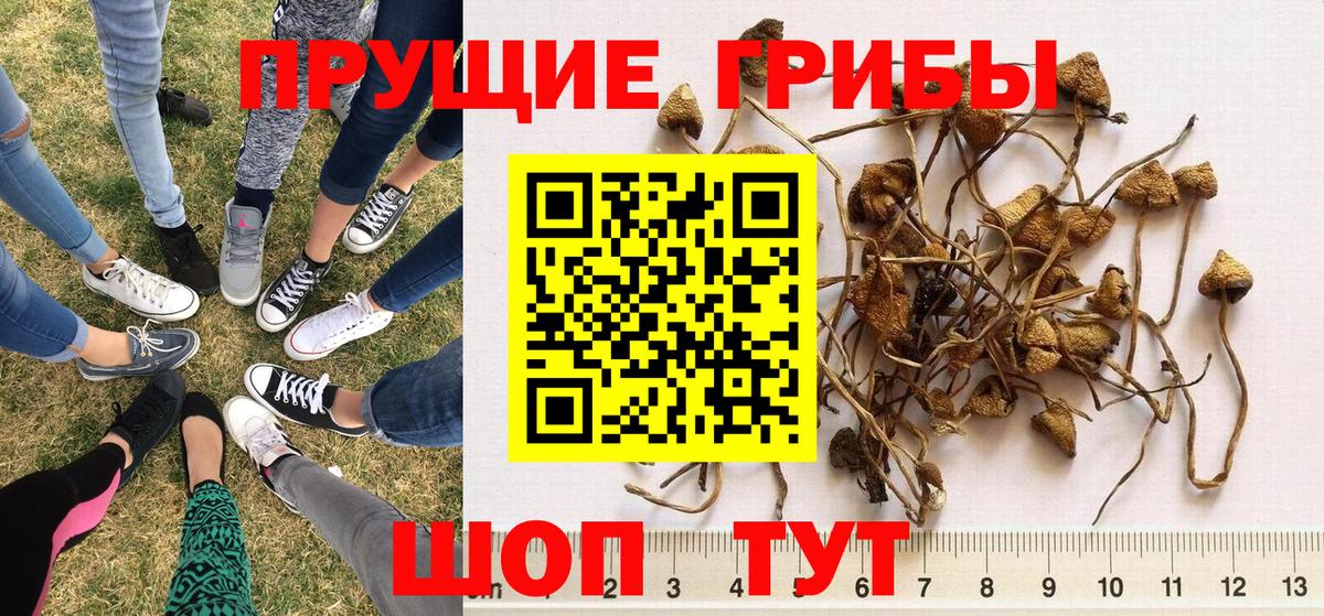 Галлюциногенные грибы MAGIC MUSHROOMS  Вход с VPN  Петропавловск-Камчатский 